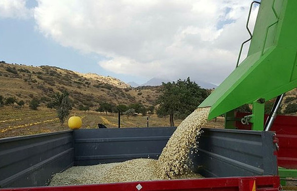 Kabak çekirdeği üreticileri kavurma ve paketleme tesisi istiyor