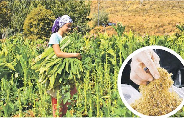 “Yerli tütün kullanım oranı düştü, ithalat ve kayıt dışı arttı”