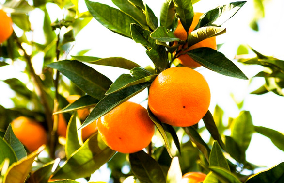 Satsuma mandalinanın ihracat yolculuğu 19 Ekim’de başlıyor