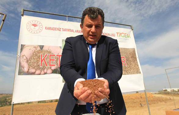 Türkiye'nin ilk yerli keten tohumu Yılmaz toprakla buluştu