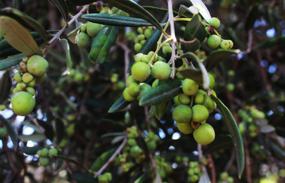 Kilis'te zeytin rekoltesi çiftçinin yüzünü güldürecek
