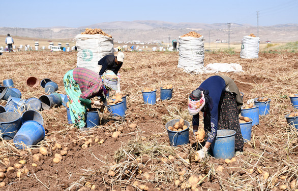 Sivas'ta sertifikalı tohumluk patates üretim alanları genişliyor