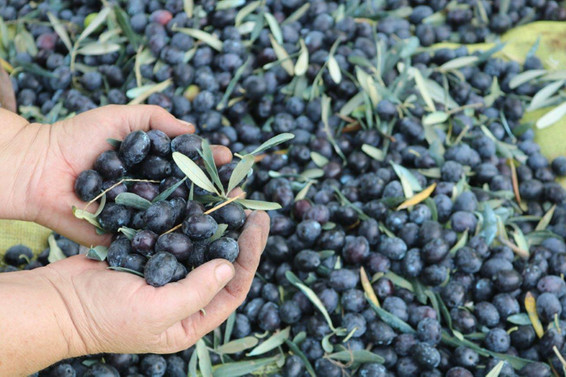 Zeytin alımı 31 Aralık’ta sona erecek