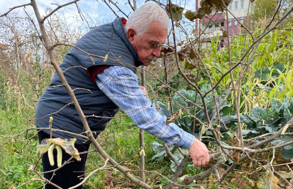 Araklı’da fındık budama seferberliği