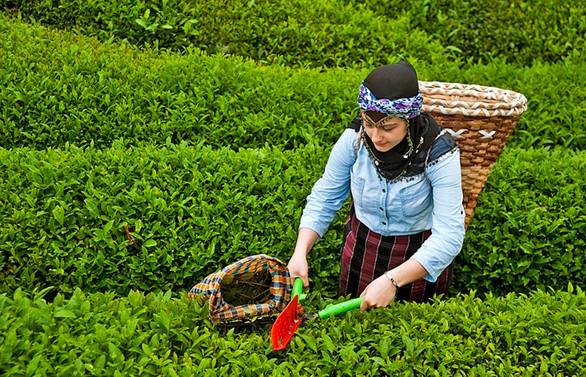 Çay ihracatı yüzde 51 arttı