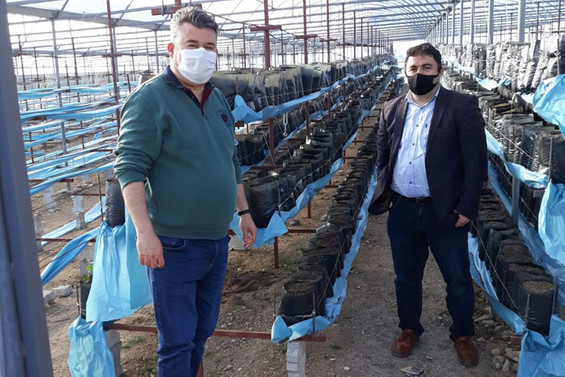 Çiftçilere çilek fidesi dağıtıldı