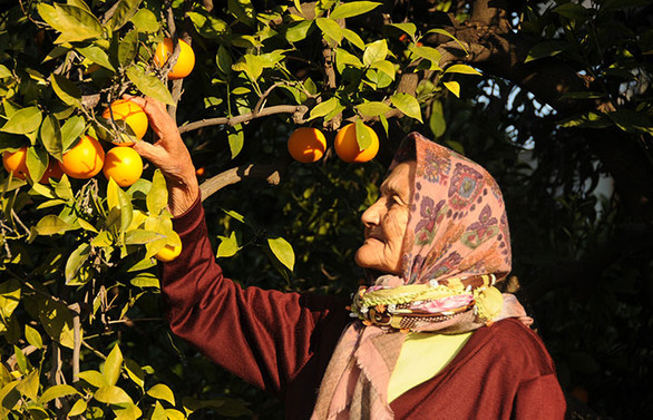 65 yaş üstü çiftçilerin fazlalığı üretimi aksatıyor