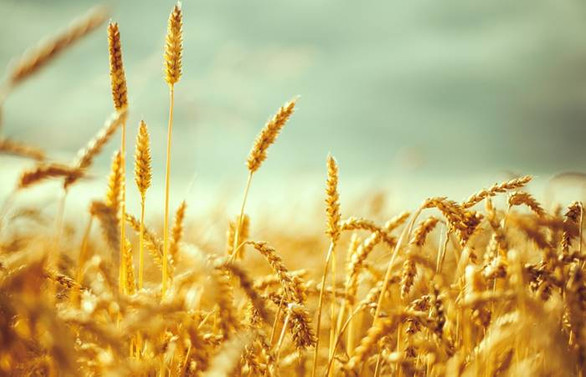 Hakan Agro’dan Mısır hamlesi
