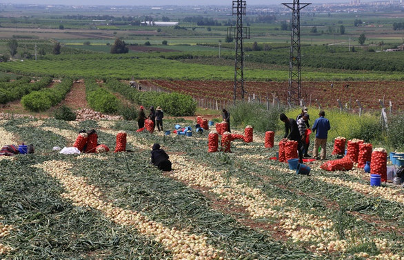 Çukurova'da tarımsal üretim hız kesmiyor