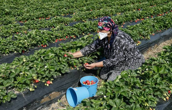 Türkiye'den meyve sebze talebi artıyor