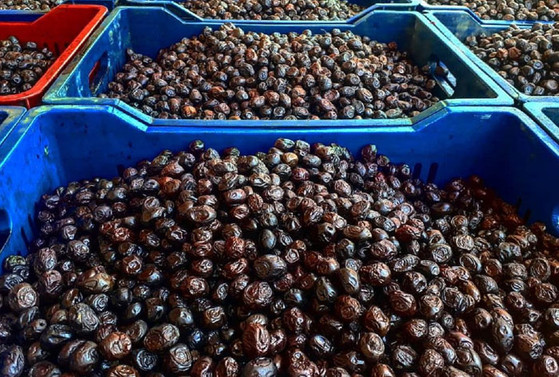 Sofralarımızın sağlık kaynağı: Zeytin