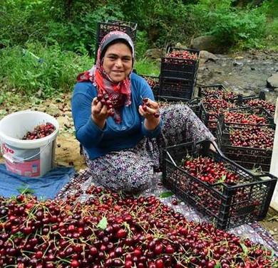 Kiraz ihracatçısı ''sokağa çıkma yasağı''nda istisna istiyor