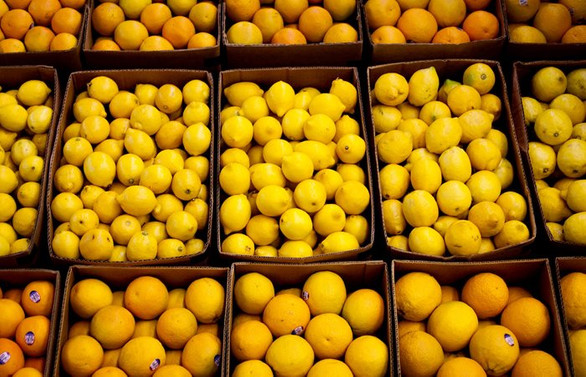 Limon fiyatlarına ihracat ayarı