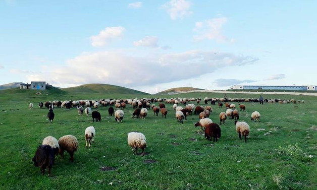 Hayvan yetiştiricilerinden, atıl hazine arazilere yönelim çağrı