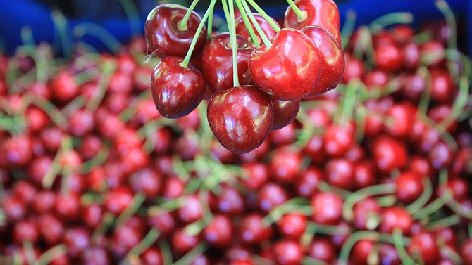 Antalya'da erkenci kirazın hasadı başladı