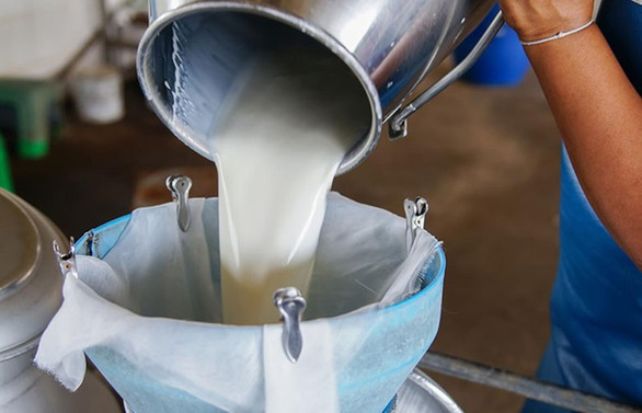 Toplanan inek sütü miktarı martta azaldı
