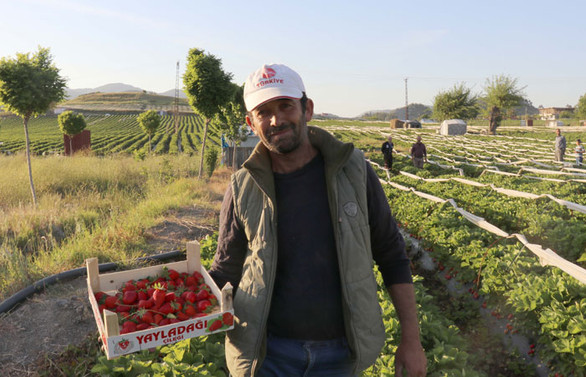 Yayladağı çileği Rusya'ya ihraç edilecek