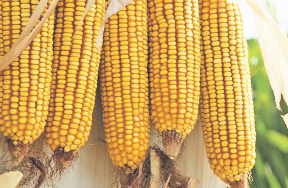 Cargill Türkiye, çiftçi eğitim programını evlere taşıdı