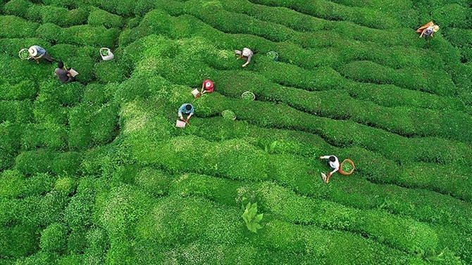 Çay alım kotası dönümde 600 kilo