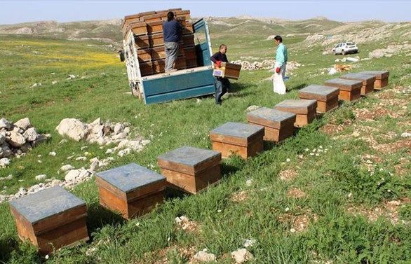 Eğriçayır Balı üretimi için 'tatlı' mesai başladı