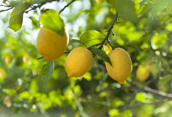 Nisan ayının zam şampiyonu limon