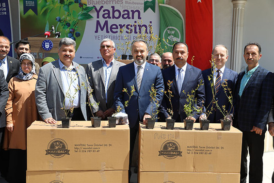 Üretici ‘yaban mersini’ ile kalkınıyor