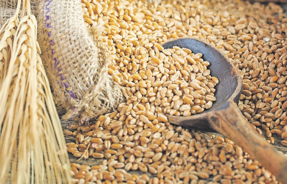 Buğdayda kriz endişesi ticaret dinamiklerini değiştiriyor