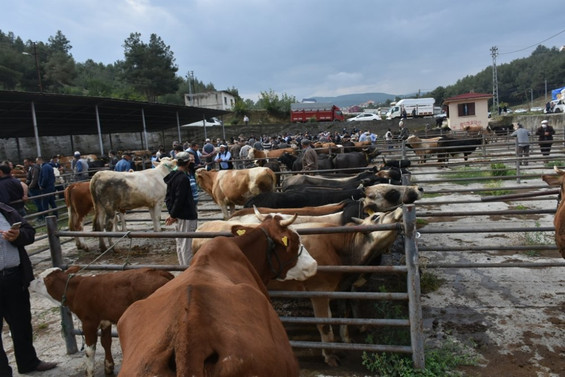 Boyabat hayvan pazarı yeniden ‘normal’e döndü