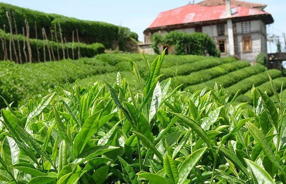 ÇAYKUR'da yaş çay bedeli ödemelerine başlandı