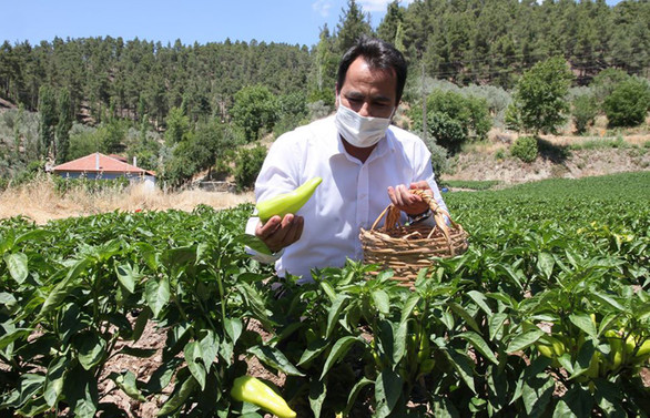 Tescilli Kale biberinde 3 bin ton rekolte bekleniyor