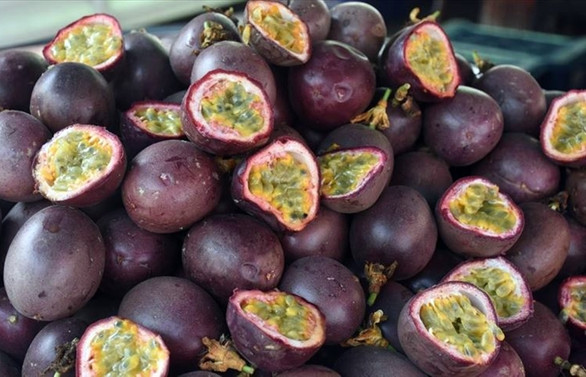 Antalyalı üretici, yüksek getiri nedeniyle ‘çarkıfelek’e yöneldi