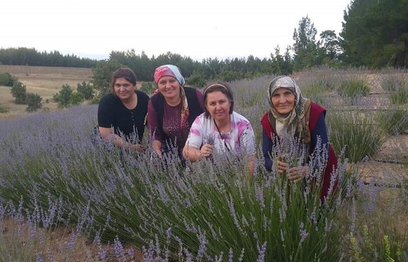 Lavanta bahçeleri Pamukkale’ye renk katacak