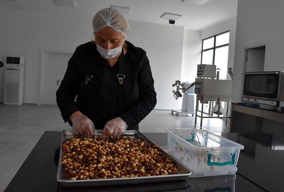 Ordu Belediyesi'nden fındık üreticisi için iki yeni proje