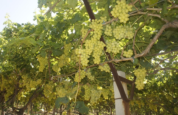 Superior Seedless çeşidi sofralık üzüm ihracat yolcusu