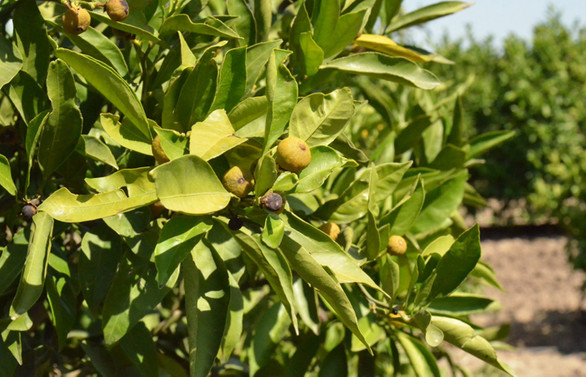 Ege'de narenciyede 434 bin 166 ton rekolte bekleniyor