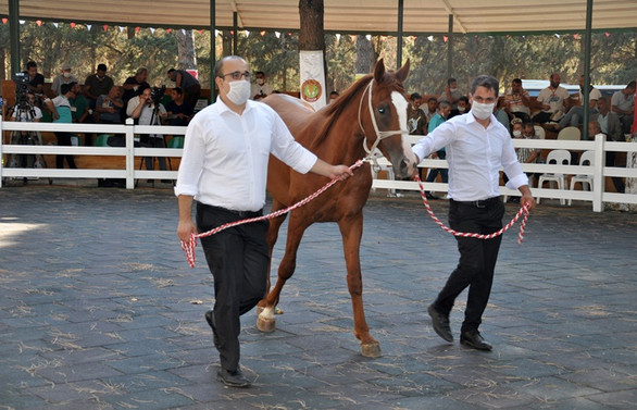 Safkan Arap tayı satışından 5,5 milyon lira gelir elde edildi