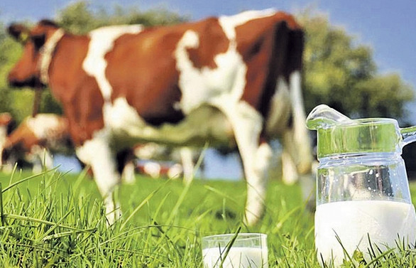 Çin’e süt ürünleri ihracatı olumlu ancak uygulanması ‘zor’