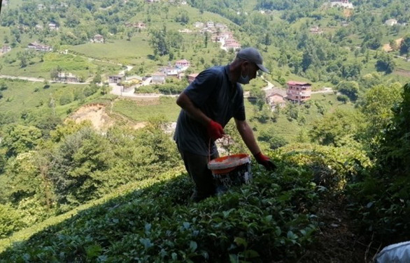 Çay üreticileri, bu kez gübreleme için çay bahçesine girdi