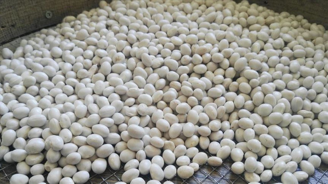 Çamoluk şeker kuru fasulyede 100 tonluk rekolte beklentisi