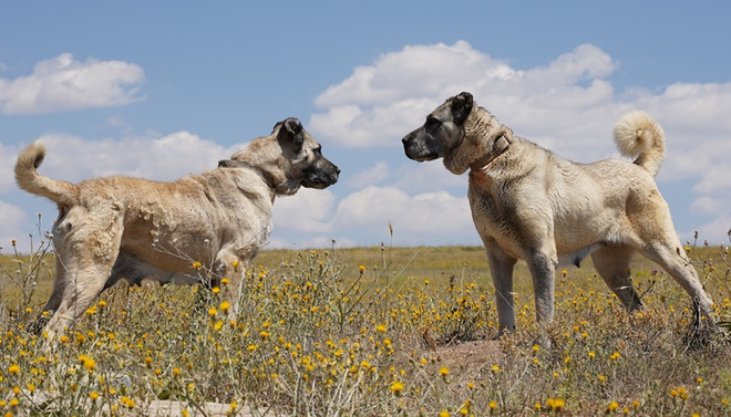 7 milyon TL yatırımla Kangal köpeği yetiştirilecek