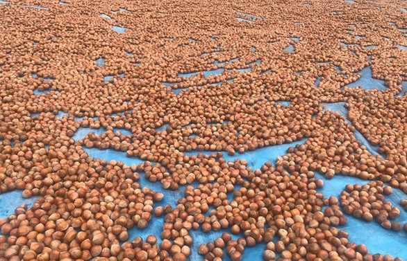 Giresun serbest piyasasında fındık sezonu 22 liradan başladı