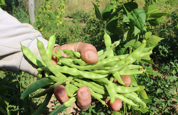 Tescilli ürün boncuk fasulyede hasat başladı