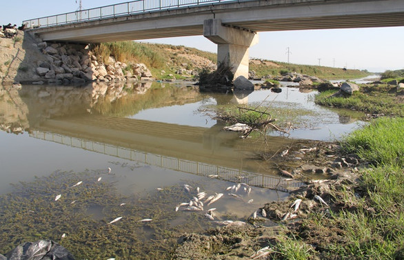 Hatay’da balık ölümleri yaşanan derede inceleme başlatıldı