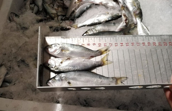 İstanbul'da 7 ton balığa el konuldu