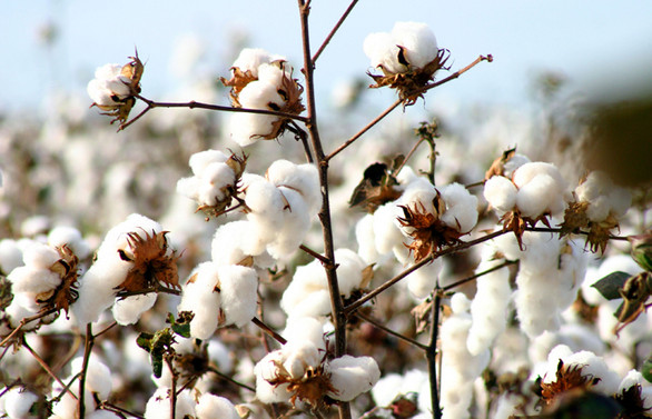 Pamuk ekimindeki büyük düşüş Better Cotton’un da hızını kesti