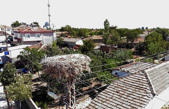 Trakya'da leylek yuvalarının bakımı drone yardımıyla yapılıyor
