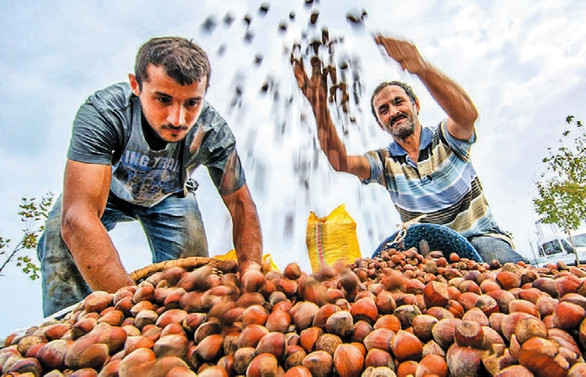 Türkiye’nin fındık haritası değişiyor