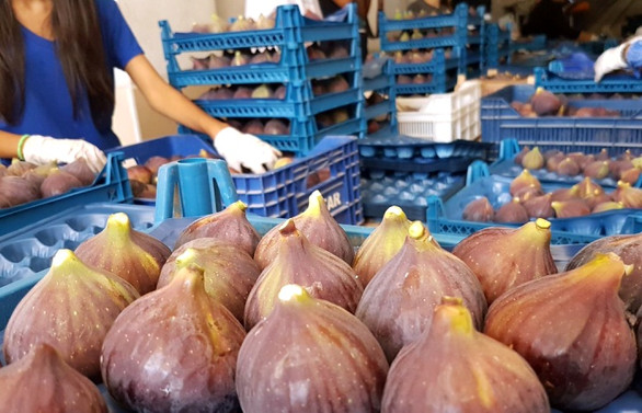 Taze incir, iki ayda 39 milyon dolar döviz girdisi sağladı