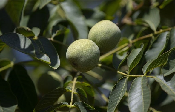 Bakanlıktan zeytin, badem ve cevize yatırım çağrısı