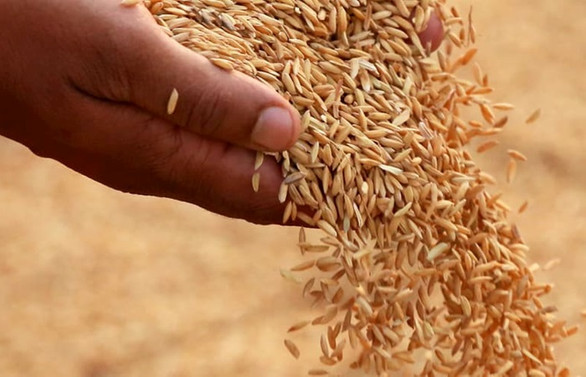 Pandemi ve döviz endişesi, hasadı başlayan çeltikte fiyatı artırdı